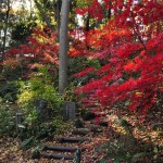 埼玉県川口市安行の寺院 興禅院さまの紅葉 その2 DSC_0013