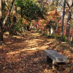 埼玉県川口市安行の寺院 興禅院さまの紅葉 その2 DSC_0043