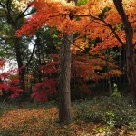 埼玉県川口市安行の寺院 興禅院さまの紅葉 その2 DSC_9940