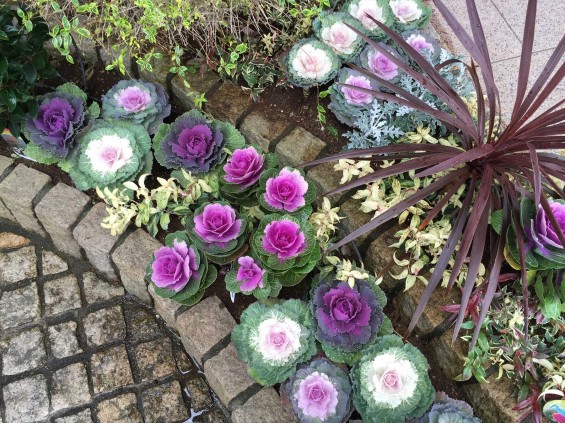 201611 埼玉県の霊園 鴻巣霊園　植栽とお花の植え替えIMG_0093