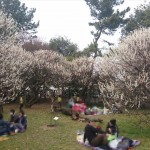 埼玉県越谷市 梅まつり 梅林公園17-03-05-15-04-24-644_photo