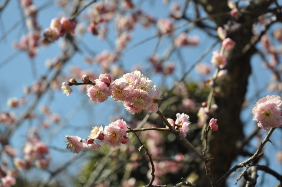 埼玉県上尾市の寺院 馬蹄寺の枝垂れ梅 三月DSC_0988