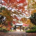 2016年11月28日 埼玉県川口市安行の寺院 興禅院の紅葉DSC_9790