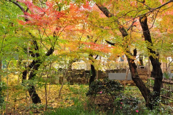 2016年11月28日 埼玉県川口市安行の寺院 興禅院の紅葉DSC_9707