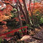 埼玉県川口市安行の寺院 興禅院さまの紅葉 その2 DSC_9967