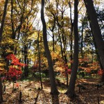 埼玉県川口市安行の寺院 興禅院さまの紅葉 その2 DSC_0039