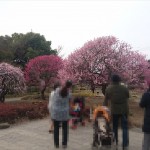 埼玉県越谷市 梅まつり 梅林公園17-03-05-15-19-53-018_photo