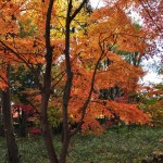 埼玉県川口市安行の寺院 興禅院さまの紅葉 その2 DSC_9939