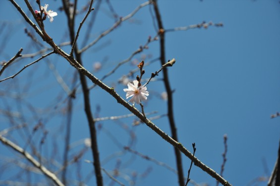 埼玉県上尾市の寺院 馬蹄寺の八重桜 開花 咲きはじめDSC_0991