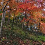 埼玉県川口市安行の寺院 興禅院さまの紅葉 その2 DSC_9981