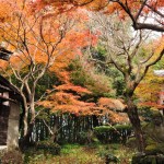 2016年11月28日 埼玉県川口市安行の寺院 興禅院の紅葉DSC_9656