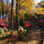 埼玉県川口市安行の寺院 興禅院さまの紅葉 その2 DSC_9924