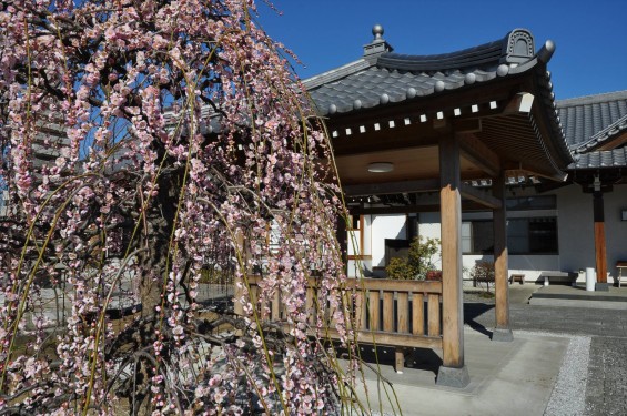 埼玉県上尾市の寺院 20160309 楞厳寺の枝垂れ梅DSC_0865