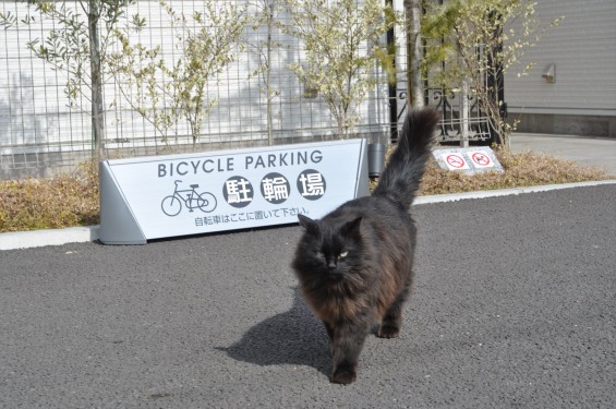 埼玉県久喜市の民間霊園 久喜清久霊園 経営母体 経営主体のペット 猫 鈴ちゃん 黒猫 毛がふさふさ 冬毛DSC_0550