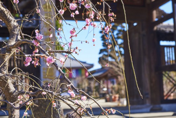 埼玉県上尾市の寺院 遍照院_DSC0034