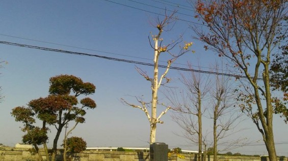 2016年11月 埼玉県の霊園 久喜聖地公苑 苑内の植栽の剪定2016111312440000.jpg