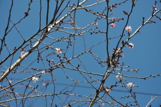 埼玉県上尾市の寺院 馬蹄寺の八重桜 開花 咲きはじめDSC_0992