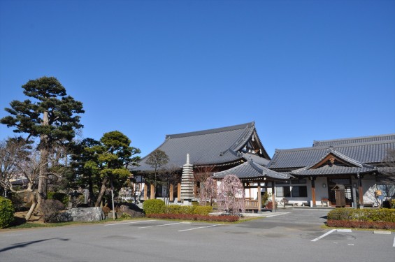 埼玉県上尾市の寺院 20160309 楞厳寺の枝垂れ梅DSC_0860