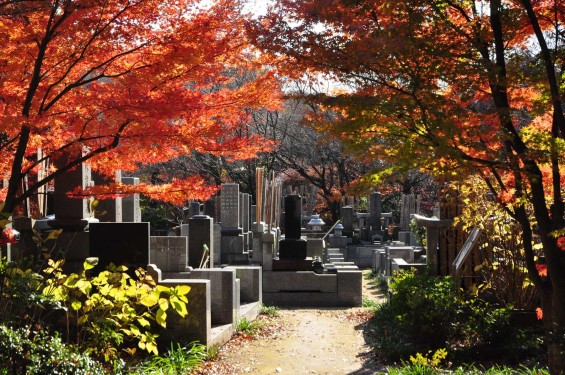 埼玉県川口市安行の寺院 興禅院さまの紅葉 その2 DSC_9912