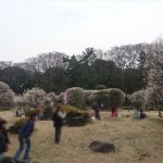 埼玉県越谷市 梅まつり 梅林公園17-03-05-15-09-29-181_photo