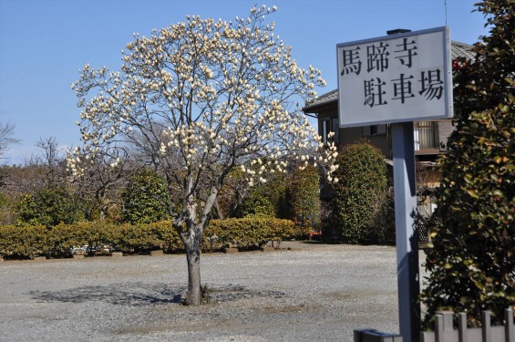 埼玉県上尾市の寺院 馬蹄寺のモクレン 三月DSC_0978