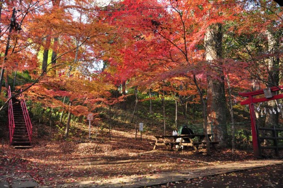 埼玉県川口市安行の寺院 興禅院さまの紅葉 その2 DSC_9970