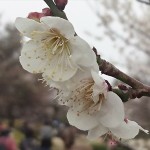 埼玉県越谷市 梅まつり 梅林公園17-03-05-15-06-18-914_photo