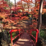 埼玉県川口市安行の寺院 興禅院さまの紅葉 その2 DSC_9966