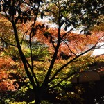 埼玉県川口市安行の寺院 興禅院さまの紅葉 その2 DSC_9947