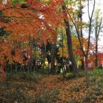 埼玉県川口市安行の寺院 興禅院さまの紅葉 その2 DSC_9944