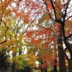 2016年11月28日 埼玉県川口市安行の寺院 興禅院の紅葉DSC_9780