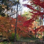 埼玉県川口市安行の寺院 興禅院さまの紅葉 その2 DSC_0011