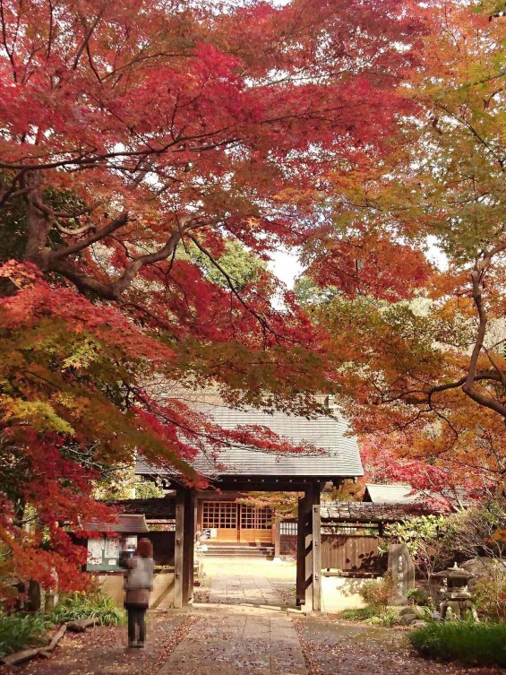 2016年11月28日 埼玉県川口市安行の寺院 興禅院の紅葉DSC_5394