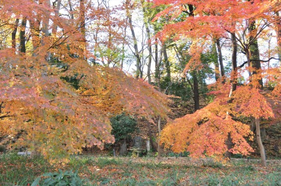 埼玉県川口市安行の寺院 興禅院さまの紅葉 その2 DSC_9990