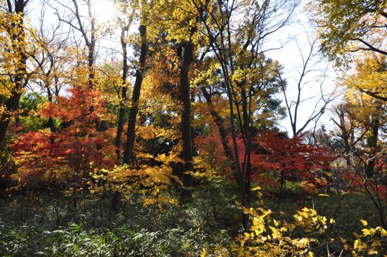 埼玉県川口市安行の寺院 興禅院さまの紅葉 その2 DSC_9933