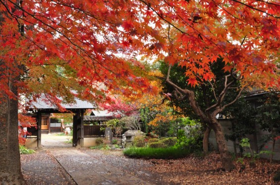 2016年11月28日 埼玉県川口市安行の寺院 興禅院の紅葉DSC_9797