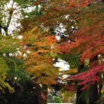 2016年11月28日 埼玉県川口市安行の寺院 興禅院の紅葉DSC_9786