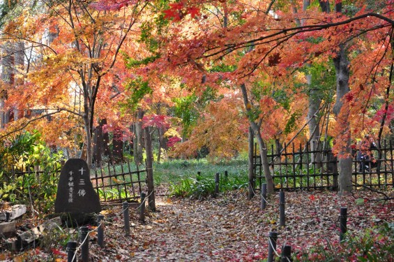 埼玉県川口市安行の寺院 興禅院さまの紅葉 その2 DSC_9969