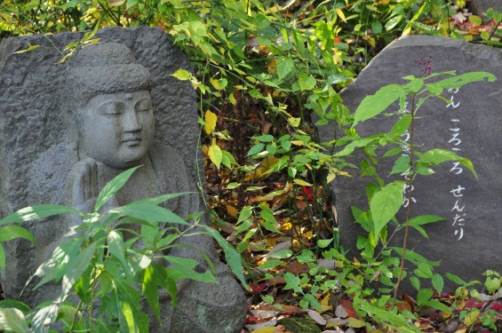 埼玉県川口市安行の寺院 興禅院さまの紅葉 その2 DSC_0015