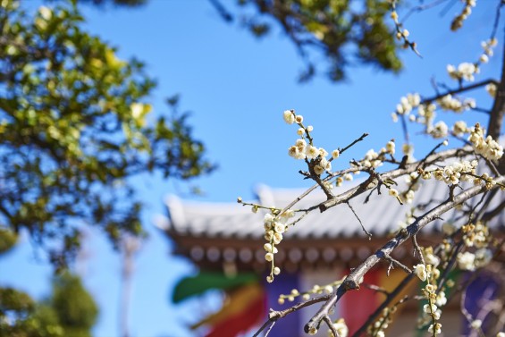 埼玉県上尾市の寺院 遍照院_DSC0054