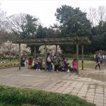 埼玉県越谷市 梅まつり 梅林公園17-03-05-15-02-33-760_photo