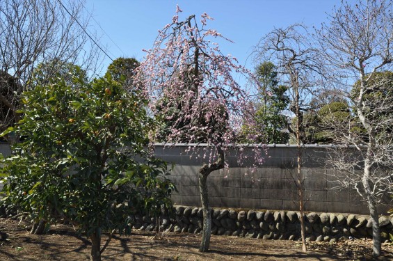 埼玉県上尾市の寺院 馬蹄寺の枝垂れ梅 三月DSC_0986