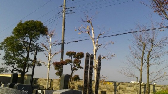 2016年11月 埼玉県の霊園 久喜聖地公苑 苑内の植栽の剪定2016111312430000.jpg