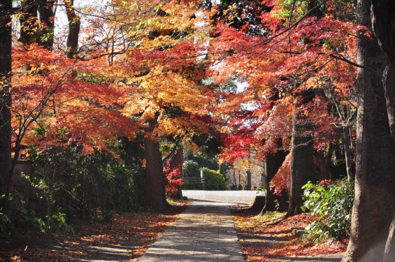 埼玉県川口市安行の寺院 興禅院さまの紅葉 その2 DSC_0054+