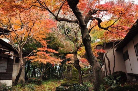 2016年11月28日 埼玉県川口市安行の寺院 興禅院の紅葉DSC_9659