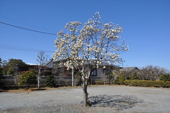 埼玉県上尾市の寺院 馬蹄寺のモクレン 三月DSC_0980