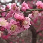 埼玉県越谷市 梅まつり 梅林公園17-03-05-15-17-04-083_photo