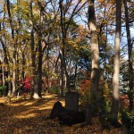 埼玉県川口市安行の寺院 興禅院さまの紅葉 その2 DSC_0028