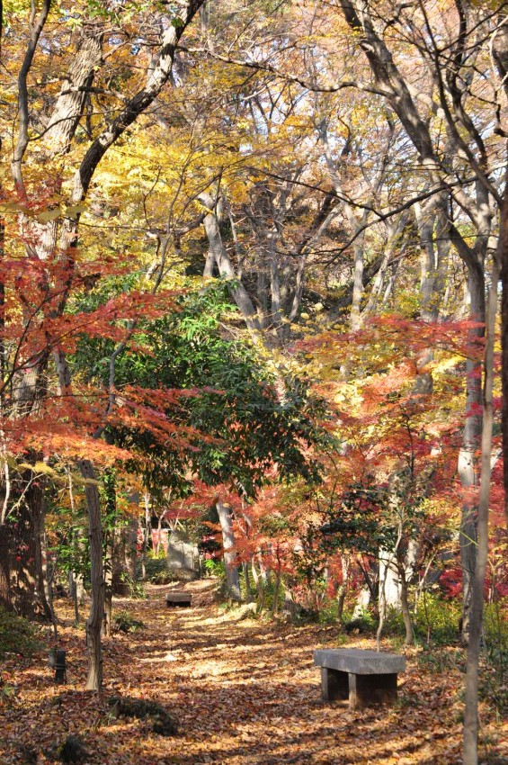 埼玉県川口市安行の寺院 興禅院さまの紅葉 その2 DSC_0042