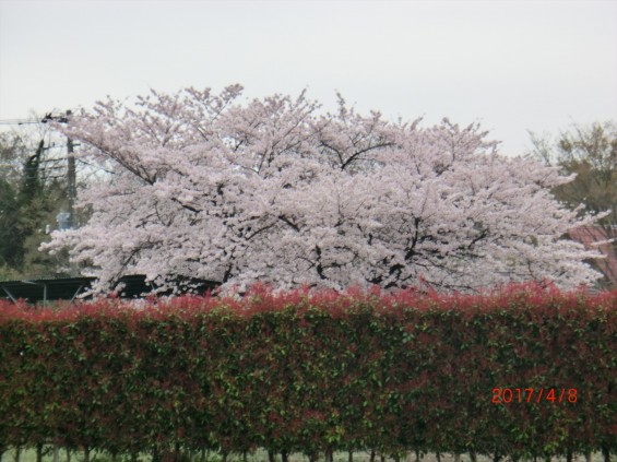 埼玉県の霊園 西上尾メモリアルガーデンから見える桜 満開 002-